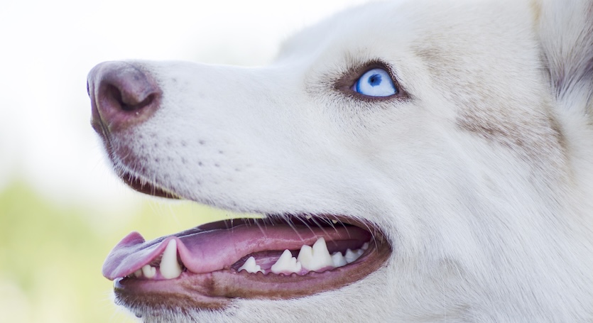 Pet Care: Dog Dental Health Composition